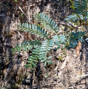 Acacia terminalis at Pomaderris Nature Reserve - 30 Mar 2024 09:55 AM