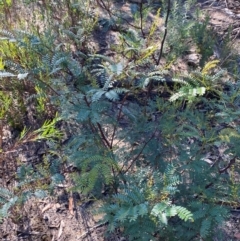 Acacia terminalis at Pomaderris Nature Reserve - 30 Mar 2024 09:55 AM