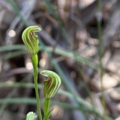 Speculantha parviflora (Tiny Greenhood) at Goulburn Mulwaree Council - 30 Mar 2024 by Tapirlord