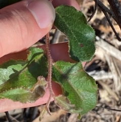 Eucalyptus agglomerata (Blue-leaved Stringybark) at Pomaderris Nature Reserve - 30 Mar 2024 by Tapirlord