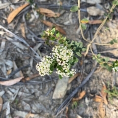 Platysace lanceolata at Pomaderris Nature Reserve - 30 Mar 2024 09:51 AM