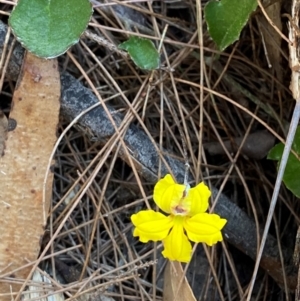 Goodenia hederacea subsp. hederacea at Pomaderris Nature Reserve - 30 Mar 2024 09:49 AM