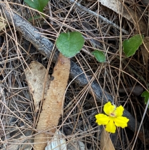 Goodenia hederacea subsp. hederacea at Pomaderris Nature Reserve - 30 Mar 2024 09:49 AM