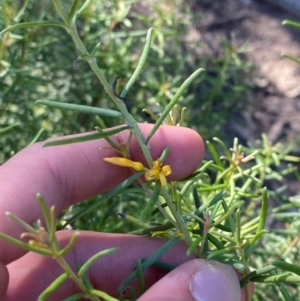 Persoonia mollis subsp. livens at Pomaderris Nature Reserve - 30 Mar 2024 09:44 AM