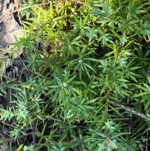 Styphelia humifusum at Gundary, NSW - 30 Mar 2024