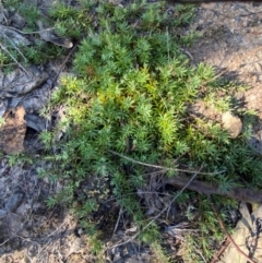 Styphelia humifusum at Gundary, NSW - 30 Mar 2024