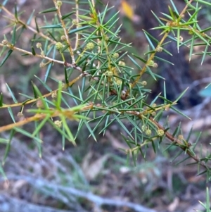 Acacia ulicifolia at Gundary, NSW - 30 Mar 2024 09:42 AM