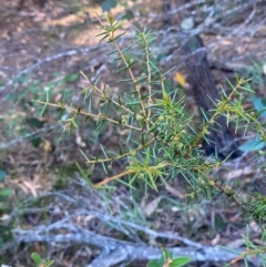 Acacia ulicifolia at Gundary, NSW - 30 Mar 2024