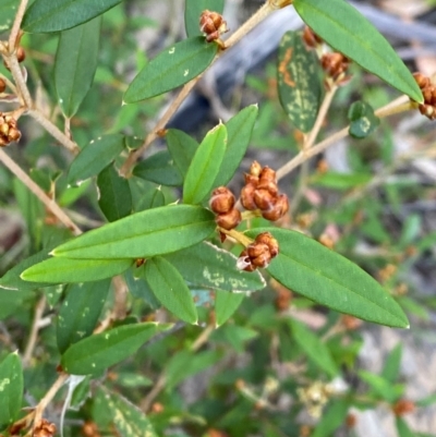 Pomaderris andromedifolia subsp. andromedifolia (Andromeda Pomaderris) at Gundary, NSW - 29 Mar 2024 by Tapirlord