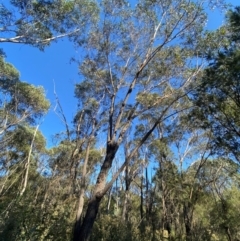 Eucalyptus sieberi at Gundary, NSW - 30 Mar 2024 09:41 AM