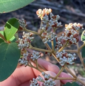 Pomaderris lanigera at Gundary, NSW - 30 Mar 2024