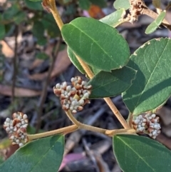 Pomaderris lanigera at Gundary, NSW - 30 Mar 2024