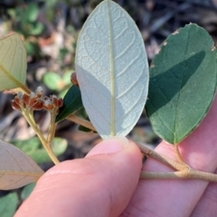 Pomaderris lanigera at Gundary, NSW - 30 Mar 2024