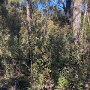 Pomaderris lanigera at Gundary, NSW - 30 Mar 2024