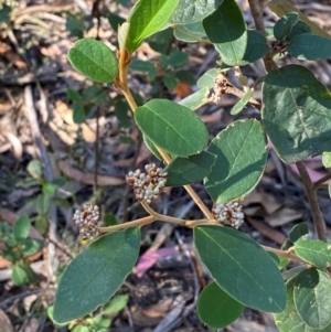 Pomaderris lanigera at Gundary, NSW - 30 Mar 2024