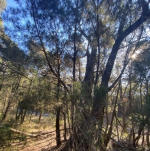 Allocasuarina littoralis at Gundary, NSW - 30 Mar 2024