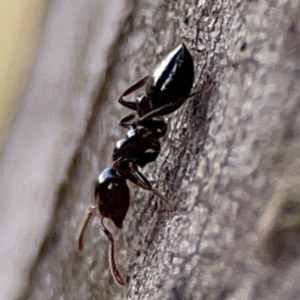 Crematogaster sp. (genus) at Mount Ainslie to Black Mountain - 7 Jun 2024 10:54 AM