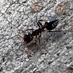 Crematogaster sp. (genus) at Mount Ainslie to Black Mountain - 7 Jun 2024