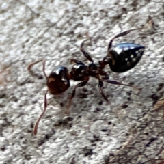 Crematogaster sp. (genus) at Mount Ainslie to Black Mountain - 7 Jun 2024 10:54 AM