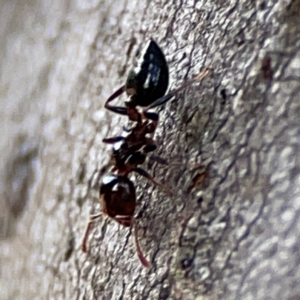 Crematogaster sp. (genus) at Mount Ainslie to Black Mountain - 7 Jun 2024 10:54 AM