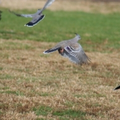 Ocyphaps lophotes (Crested Pigeon) at Hawker, ACT - 18 May 2008 by AlisonMilton