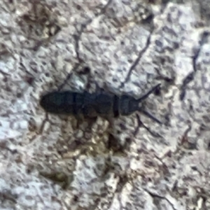 Entomobryomorpha (order) at Mount Ainslie to Black Mountain - 7 Jun 2024