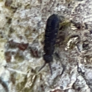 Entomobryomorpha (order) at Mount Ainslie to Black Mountain - 7 Jun 2024