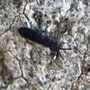 Entomobryomorpha (order) at Mount Ainslie to Black Mountain - 7 Jun 2024 10:56 AM