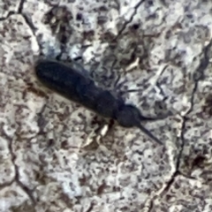 Entomobryomorpha (order) at Mount Ainslie to Black Mountain - 7 Jun 2024 10:56 AM