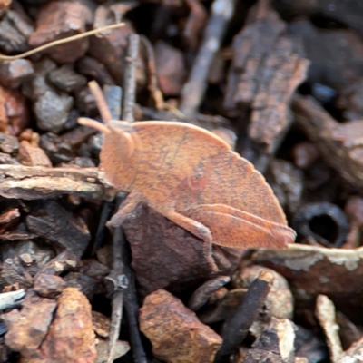 Goniaea australasiae (Gumleaf grasshopper) at Mount Ainslie to Black Mountain - 7 Jun 2024 by Hejor1