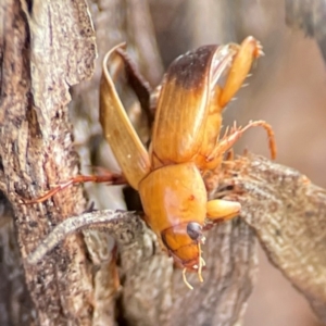 Phyllotocus macleayi at Mount Ainslie to Black Mountain - 7 Jun 2024 11:00 AM