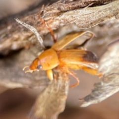 Phyllotocus macleayi at Mount Ainslie to Black Mountain - 7 Jun 2024