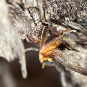 Phyllotocus macleayi at Mount Ainslie to Black Mountain - 7 Jun 2024