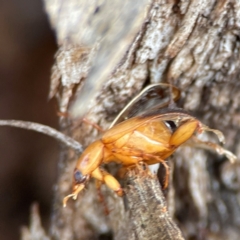 Phyllotocus macleayi at Mount Ainslie to Black Mountain - 7 Jun 2024 11:00 AM