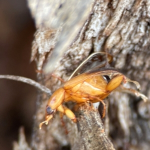 Phyllotocus macleayi at Mount Ainslie to Black Mountain - 7 Jun 2024