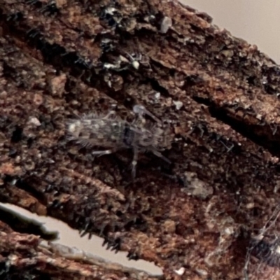 Entomobryomorpha (order) (Entomobryomorph springtail) at Mount Ainslie to Black Mountain - 7 Jun 2024 by Hejor1