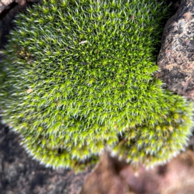 Grimmia sp. - 1 Jan 1900 by Hejor1