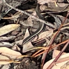 Morethia boulengeri (Boulenger's Skink) at Mount Ainslie to Black Mountain - 7 Jun 2024 by Hejor1