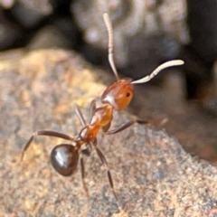 Papyrius sp. (genus) at Mount Pleasant - suppressed