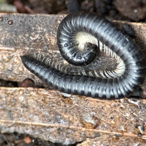 Ommatoiulus moreleti at Mount Ainslie to Black Mountain - 7 Jun 2024