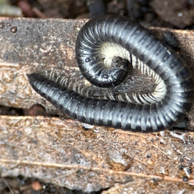 Ommatoiulus moreleti (Portuguese Millipede) at Mount Ainslie to Black Mountain - 7 Jun 2024 by Hejor1