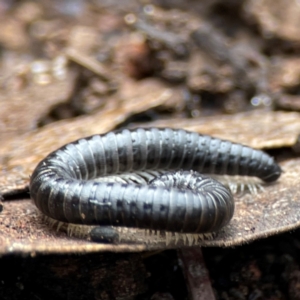 Ommatoiulus moreleti at Mount Ainslie to Black Mountain - 7 Jun 2024