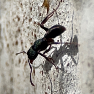 Rhytidoponera metallica at Mount Ainslie to Black Mountain - 7 Jun 2024