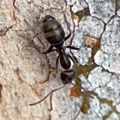 Camponotus aeneopilosus (A Golden-tailed sugar ant) at Mount Ainslie to Black Mountain - 7 Jun 2024 by Hejor1