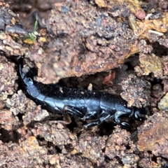 Anisolabididae (family) (Unidentified wingless earwig) at Mount Pleasant - 7 Jun 2024 by Hejor1