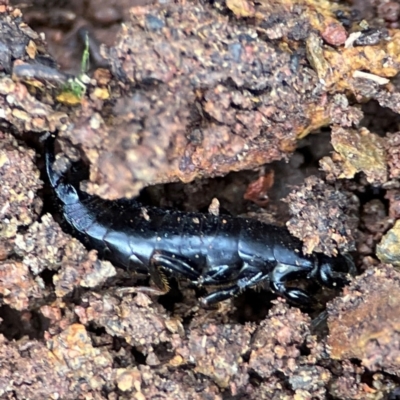 Anisolabididae (family) (Unidentified wingless earwig) at Mount Pleasant - 7 Jun 2024 by Hejor1