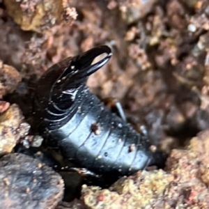 Anisolabididae (family) at Mount Pleasant - 7 Jun 2024