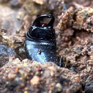 Anisolabididae (family) at Mount Pleasant - 7 Jun 2024 12:05 PM