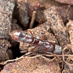 Amblyopone sp. (genus) (Slow ant) at Mount Ainslie to Black Mountain - 7 Jun 2024 by Hejor1