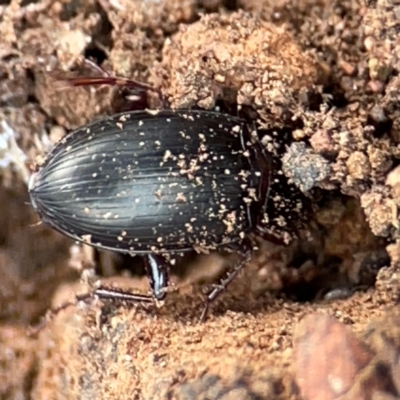 Carabidae sp. (family) (A ground beetle) at Mount Ainslie to Black Mountain - 7 Jun 2024 by Hejor1